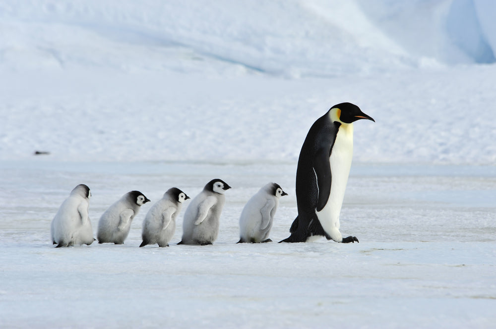 Climate Change Is Having A Huge Effect On Penguin Colonies